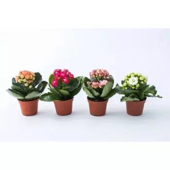 Каланхоэ декоративный 6 h8 см