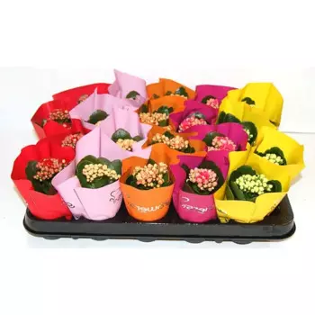 Каланхоэ махровое 6x8 см