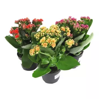 Каланхоэ микс 12 h24 см