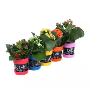 Каланхоэ микс 6 h10 см