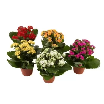 Каланхоэ микс 6 h12 см