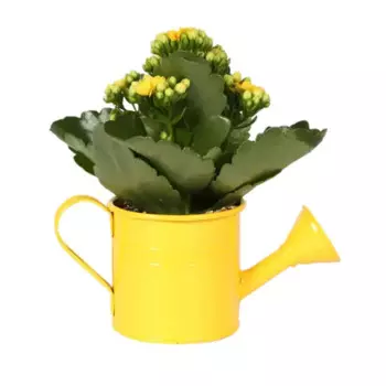 Каланхоэ микс 7 h13 см