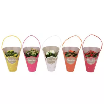 Каланхоэ микс 7 h15 см