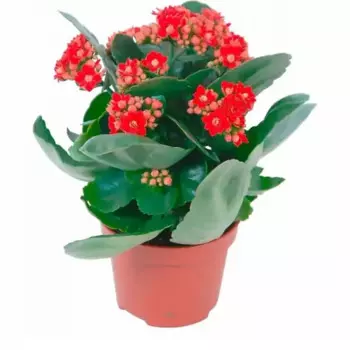 Каланхоэ микс 9 h25 см