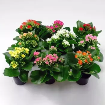 Каланхое 12 h15 - 25 см