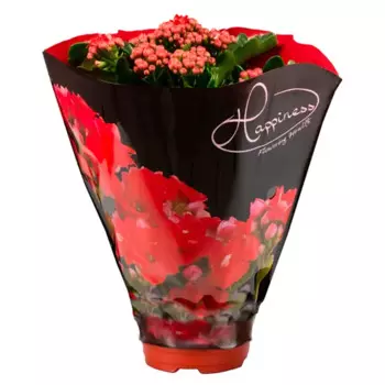 Каланхое Дабл Хэппинес Де Люкс 12 h25 см