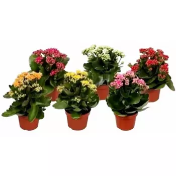 Каланхое Дабл Йорк 8 h15 см