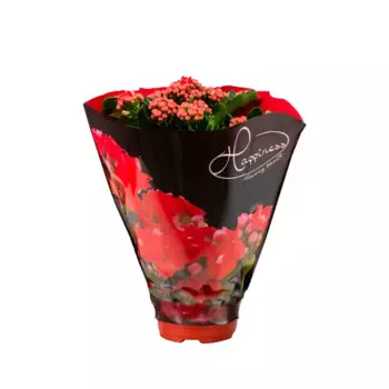 Каланхое Хапинес де Люкс микс 12 h25 см