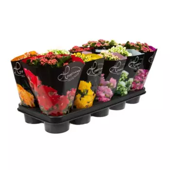 Каланхое Хэппинесс Делюкс микс 12 h25 см