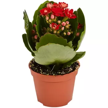 Каланхое мини микс d7 h15