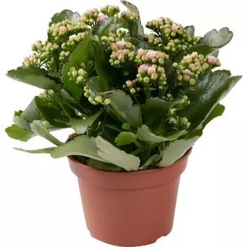Каланхое Каландива микс 15x25 см