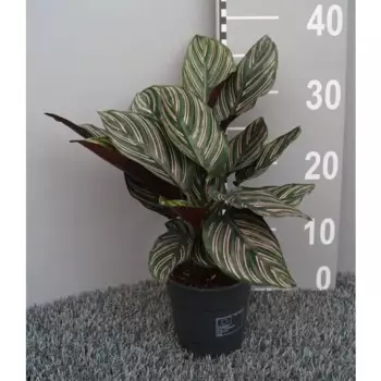 Калатея сандерианская Орната 12 h35 см