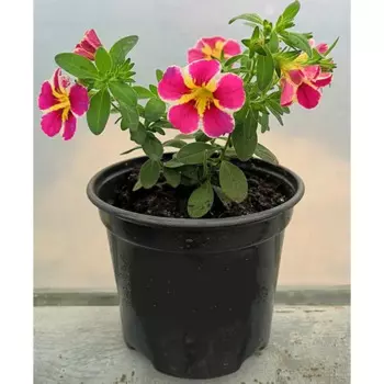 Калибрахоа Рейв микс 12 h6 см