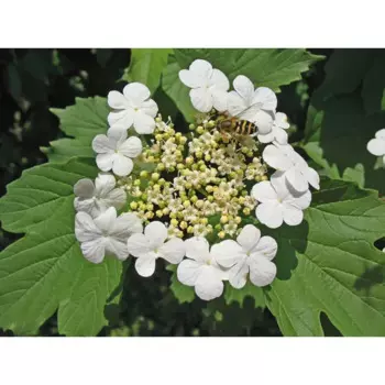 Калина Гордовина 21 h15 - 30 см