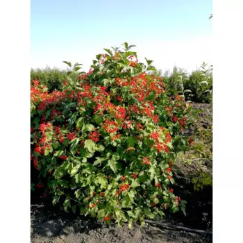 Калина обыкновенная 19 h40 - 60 см