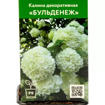Калина Розеум Бульденеж 9 см h40 см