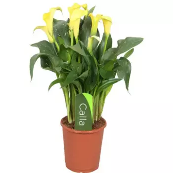 Калла 13 h30 см