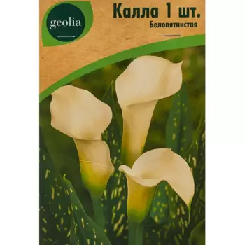Калла Geolia Белопятнистая