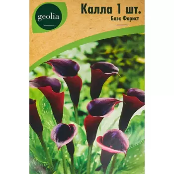 Калла Geolia Блэк Форист