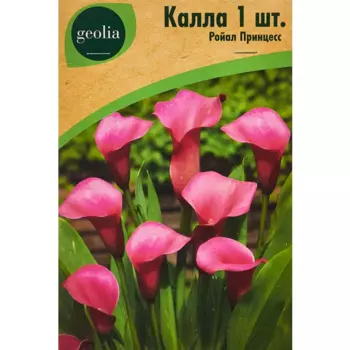 Калла Geolia Ройал Принцесс