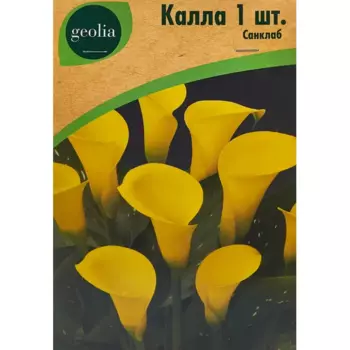 Калла Geolia Санклаб