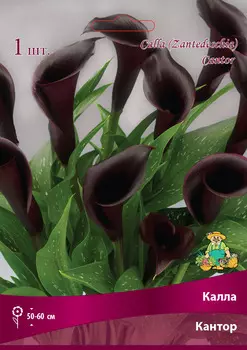 Калла Кантор 14/16, 1 шт