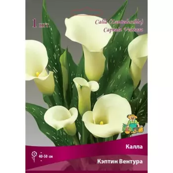 Калла Кэптин Вентура луковица 14/16
