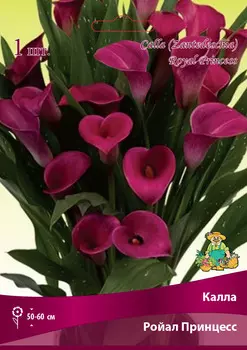 Калла Ройал Принцесс 14/16, 1 шт
