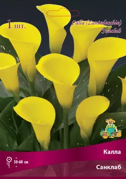 Калла Санклаб 14/16, 1 шт