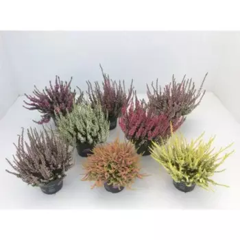 Каллуна Микс 13x25 см