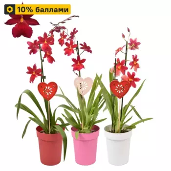 Камбрия микс 12 h55 см