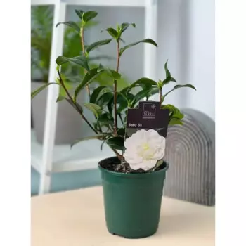 Камелия японская белая 9 h200 см