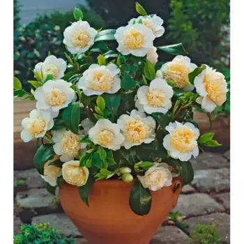 Камелия японская Йеллоу 9 h200 см