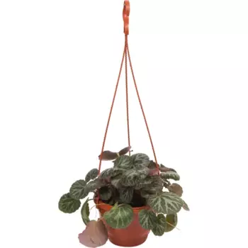 Камнеломка Микс 16x25 см