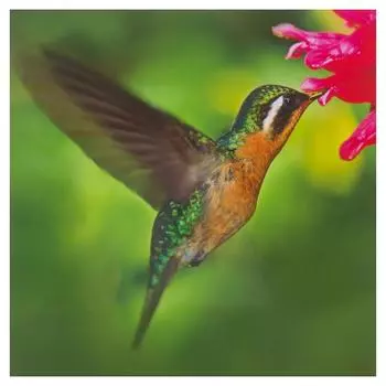 Картина без рамы 30х30 см «Колибри»