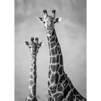 Картина на холсте Постер-лайн Два жирафа 50x70 см
