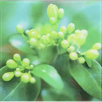 Картина на стекле 30х30 см «Жасмин»