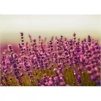 Картина на стекле «Цветы лаванды» 50х70 см