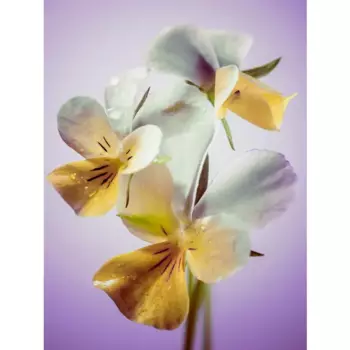 Картина на стекле "Цветы оранжевые" 60x80 см