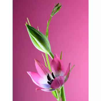 Картина на стекле "Цветы розовые" 60x80 см