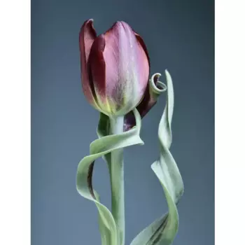 Картина на стекле "Цветы синие" 60x80 см