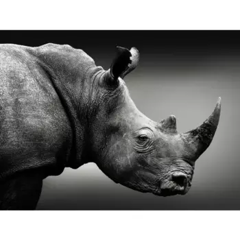 Картина на стекле "Носорог" 80x60 см