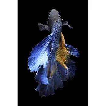 Картина на стекле Рыба 40x60 см