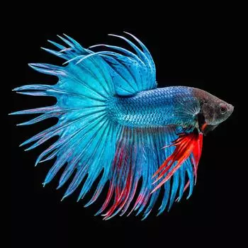 Картина на стекле «Рыба голубая» 40х40 см