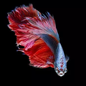 Картина на стекле «Рыба красная» 40х40 см