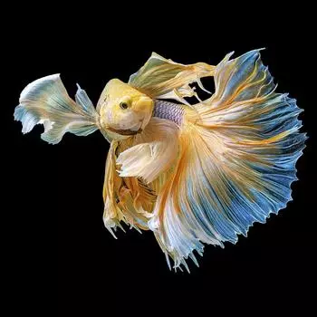 Картина на стекле «Рыба золотая» 40х40 см