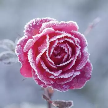 Картина на стекле «Зимняя роза» 30x30 см