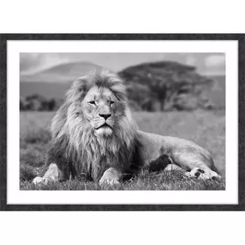 Картина в раме "Лев" 50х70 см