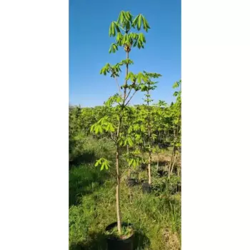 Каштан конский 25 h160 - 180 см