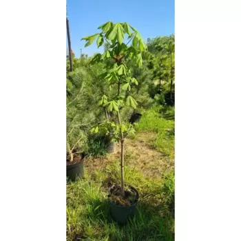 Каштан конский 26 h120 - 140 см